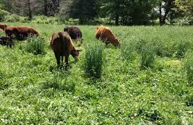 Selecting Forages for Your New Seeding