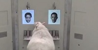 Sheep are able to recognize human faces from photographs