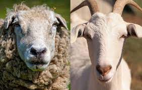 Sheep vs. goats Who are the best problem solvers