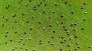 Spotting cows from space