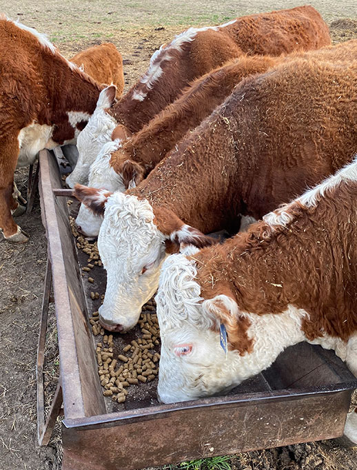 Spring grazing management for beef cattle