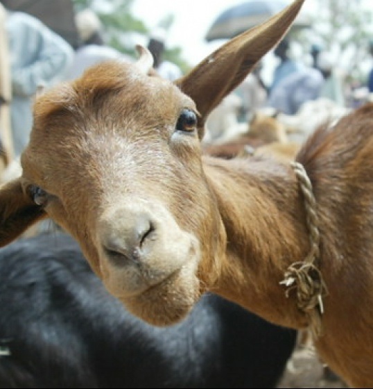 Strengthening wildlife health capacities and use of One Health can support global efforts to eradicate ‘goat plague’