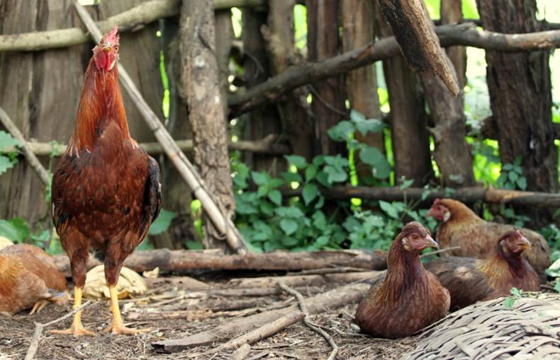 Study in Ethiopian chickens identifies key genetic markers for health and productivity