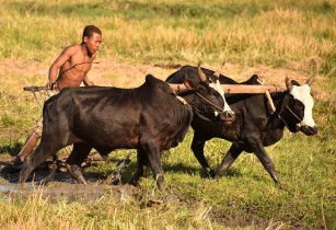 Study reveals valuable disease-fighting qualities in African indigenous cattle