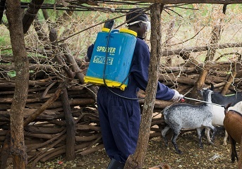 Supporting Ugandan women to keep goats healthy through COVID-19 pandemic