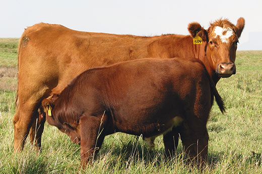 Targeting optimum cow size