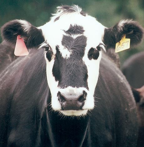 The Best of Both Breeds UConn studying best feeding practices for crossbred calves