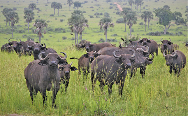 The basics of foot-and-mouth disease