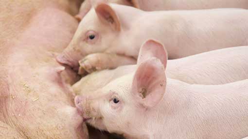 The future of pig genetics