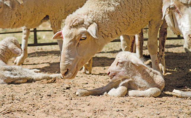 The importance of breeding seasons and good male genetics