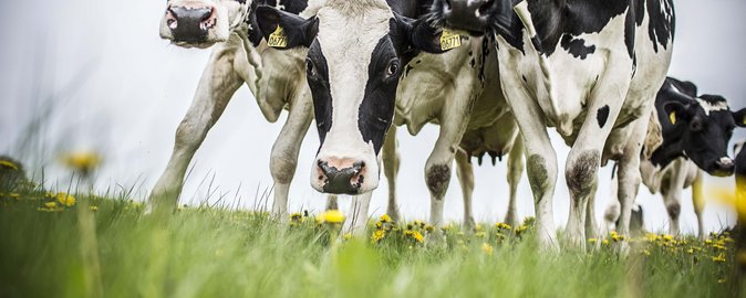 The importance of cattle to climate, land use and nutrition