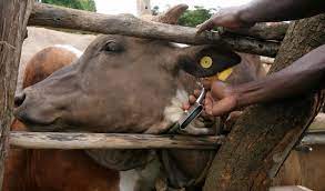 The importance of observation in cattle handling