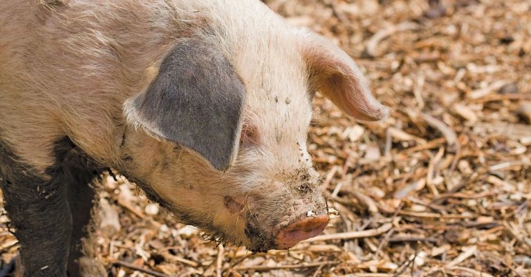 Thorn tree leaves a nutritious grain substitute in pig feed