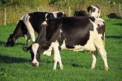 Tips for a Successful Dry-Off Using Selective Dry Cow Therapy (SDCT)
