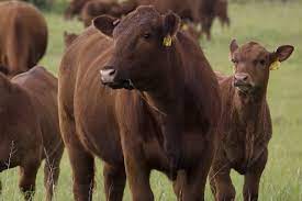 Tips to Improve the Success of Weaning Beef Calves