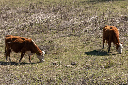 Tips to reduce the effects of drought on the herd