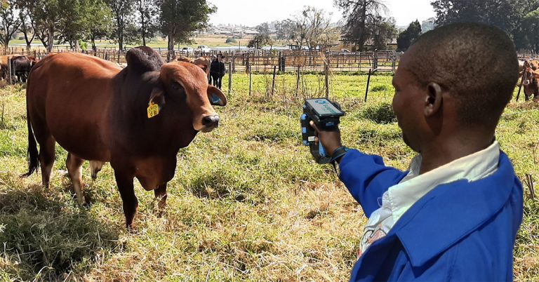 Traceability to open beef export opportunities for Zimbabwe