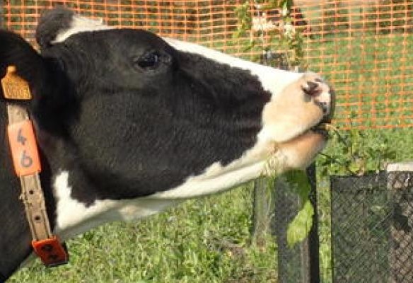 Trees to feed the cows