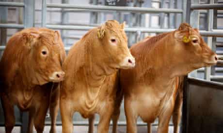 Tuberculosis in cattle