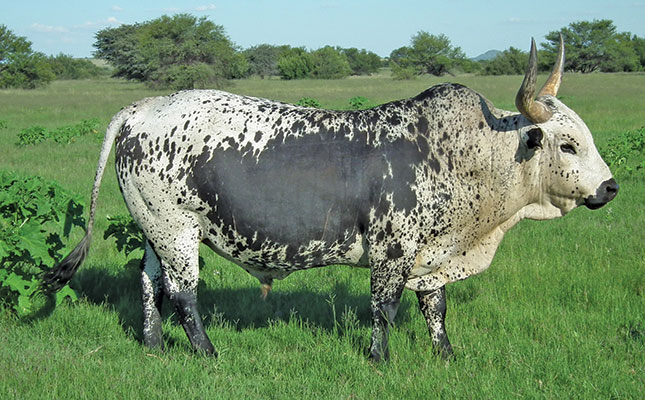 Turning young bulls into productive herd sires