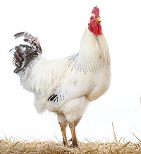 A faster, better way to detect salmonella in meat, chicken