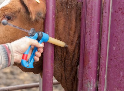 Vaccination Of The Beef Herd Tips to Remember