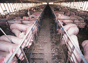 Value from sewage New technology makes pig farming more environmentally friendly
