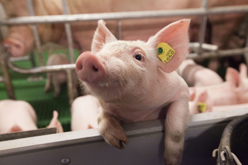 Virus-resistant pigs to vastly improve global animal health