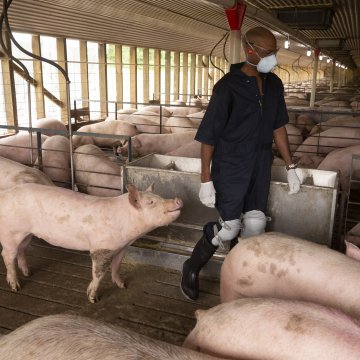 WHAT THE PORK INDUSTRY LEARNED FROM THE CORONAVIRUS DEBACLE
