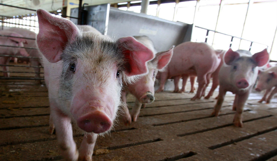 WHY PIG HEARTS COULD BE IMPLANTED IN HUMANS WITHIN THREE YEARS