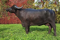 Water buffalo genome unveiled