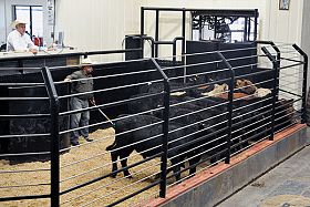 Ways to capture the marketing value on calves