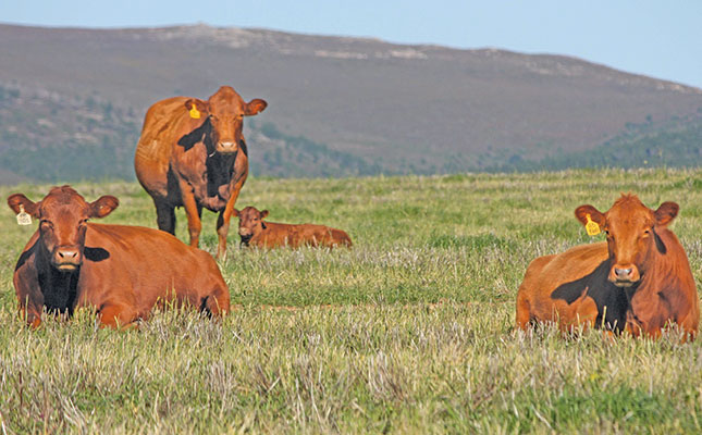 Weighing your cattle a crucial step towards profitable livestock production