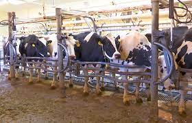 Wellness for dairy cows