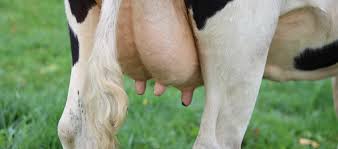 What is Mastitis Costing You