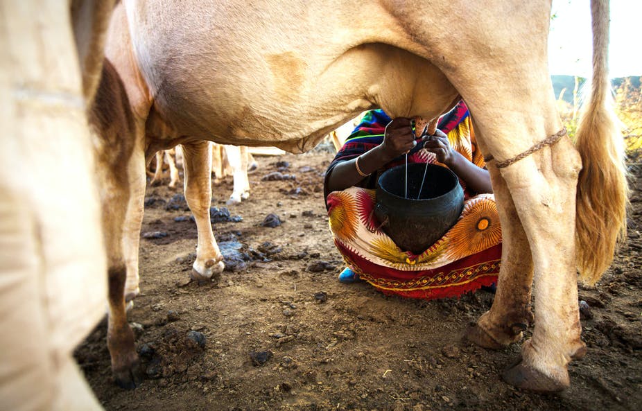 Why Ethiopia’s dairy industry can’t meet growing demand for milk