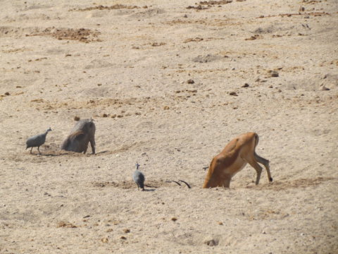 Why do animals dig waterholes?