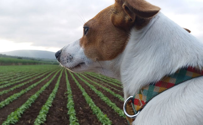 Why every farmer needs a dog