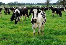 Wild Meat Vs Livestock Emissions