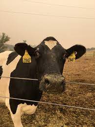 Wildfire smoke exposure negatively impacts dairy cow health