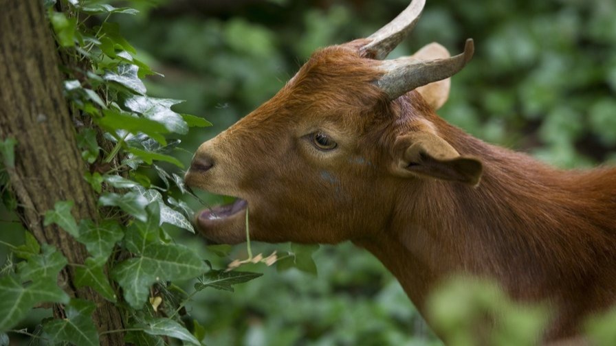 Wonder fungi in goat’s gut