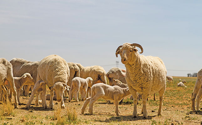 Wool and maize perfect partners on marginal lands