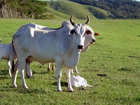 How to keep cows happy