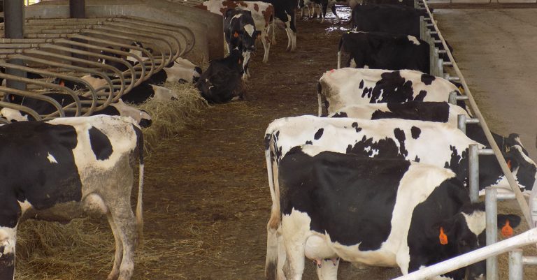 Import restrictions could save Namibia’s dairy sector