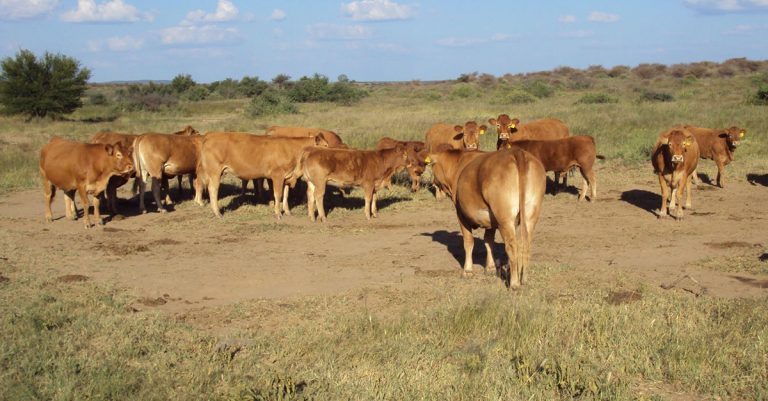 Livestock farming remains a cornerstone of Namibia’s economy