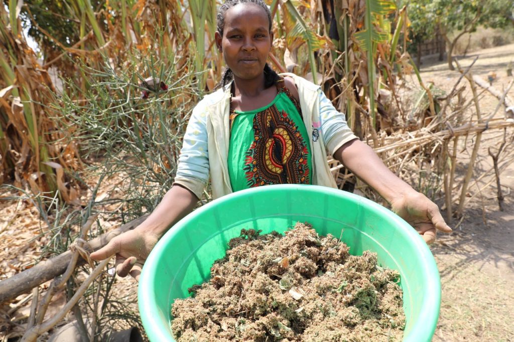 ‘Push-pull’ innovation helps female farmers in East Africa see crop, livestock, and income improvements
