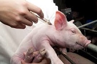 Vaccine developed for devastating pig virus