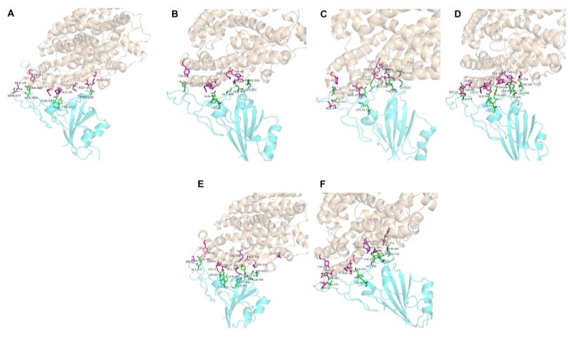 Predicting the Animal Susceptibility and Therapeutic Drugs to SARS-CoV-2 Based on Spike Glycoprotein Combined With ACE2