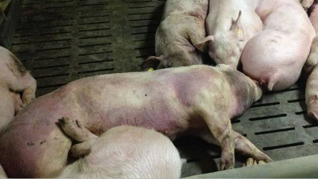FIGHTING AFRICAN SWINE FEVER OUT OF UGANDA