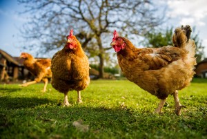 Poultry medicines List